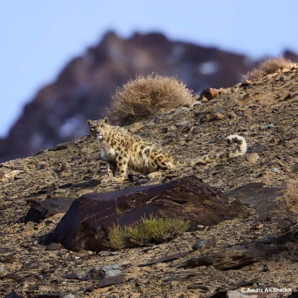 Foto Awais Ali Sheikh/WWF Pakistan