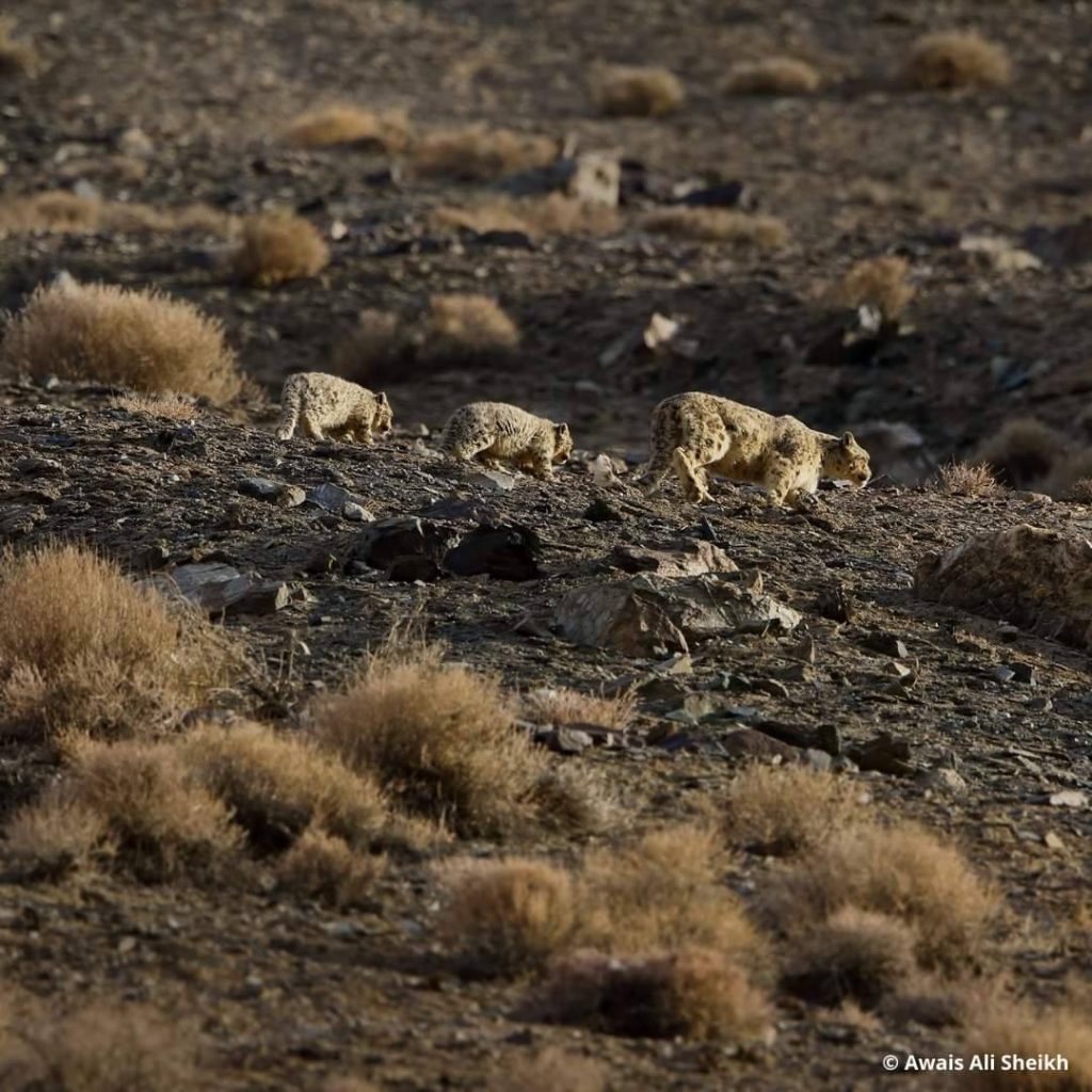 Foto Awais Ali Sheikh/WWF Pakistan