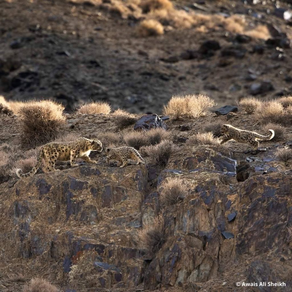 Foto Awais Ali Sheikh/WWF Pakistan