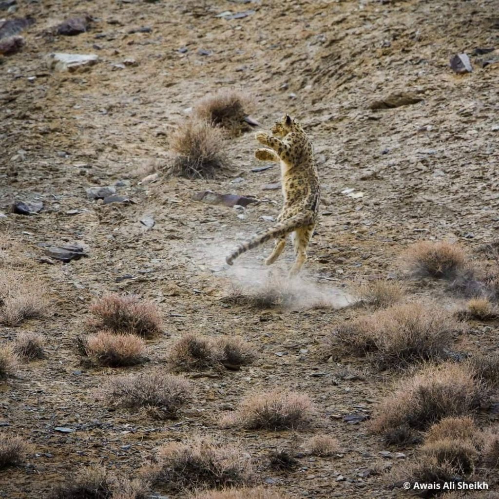 Foto Awais Ali Sheikh/WWF Pakistan