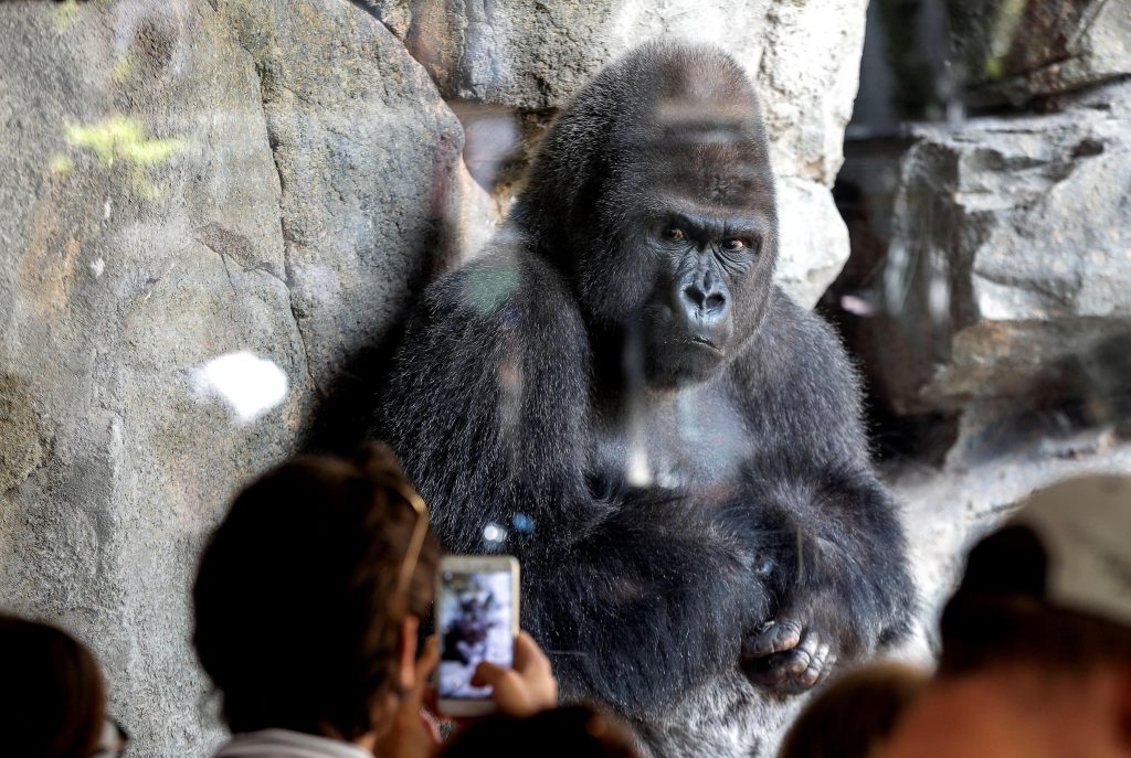 Gorilla di montagna - Foto ANSA - EPA/MANUEL BRUQUE