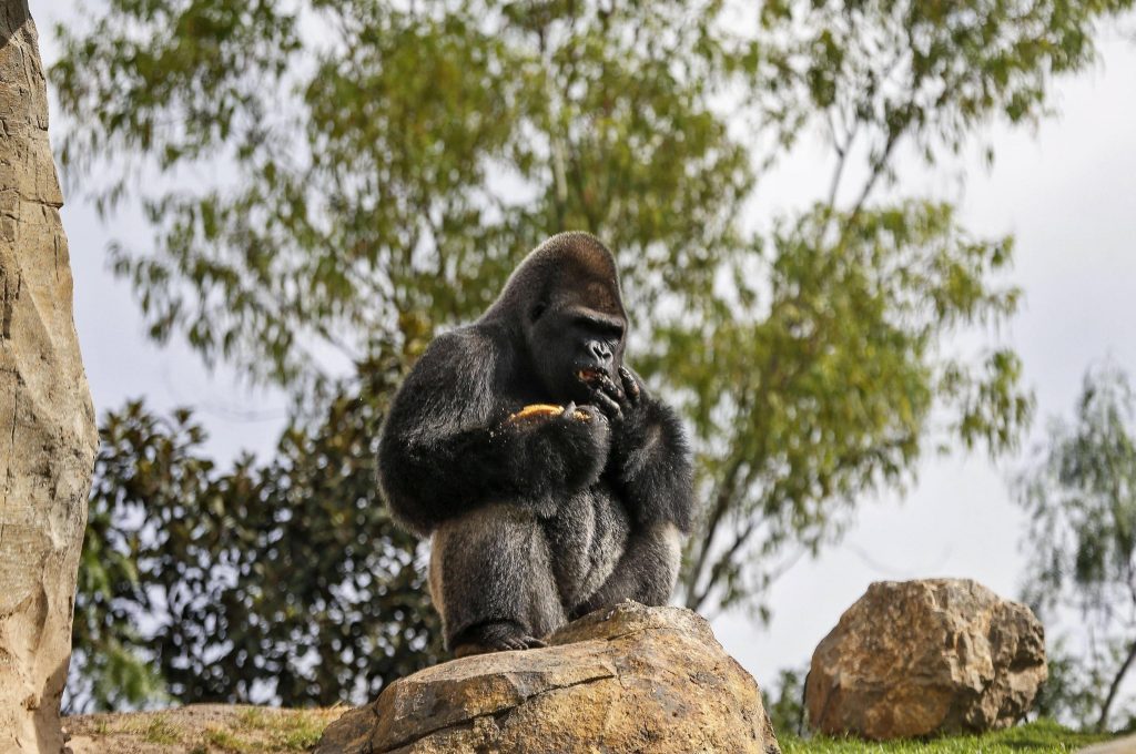 virunga, gorilla