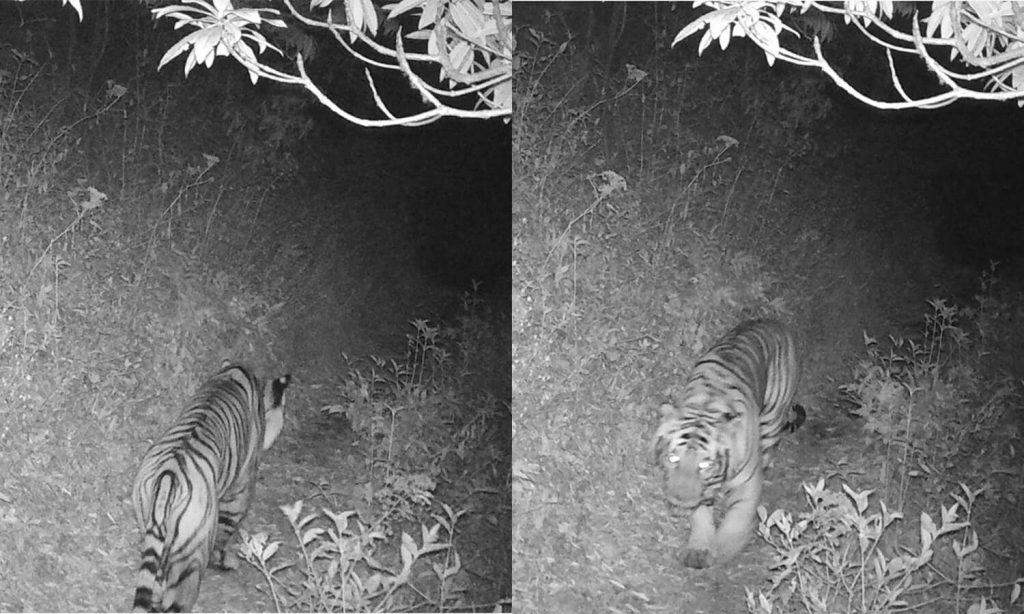 Avvistamento della tigre nel distretto di Ilam - Foto 
 Red Panda Network