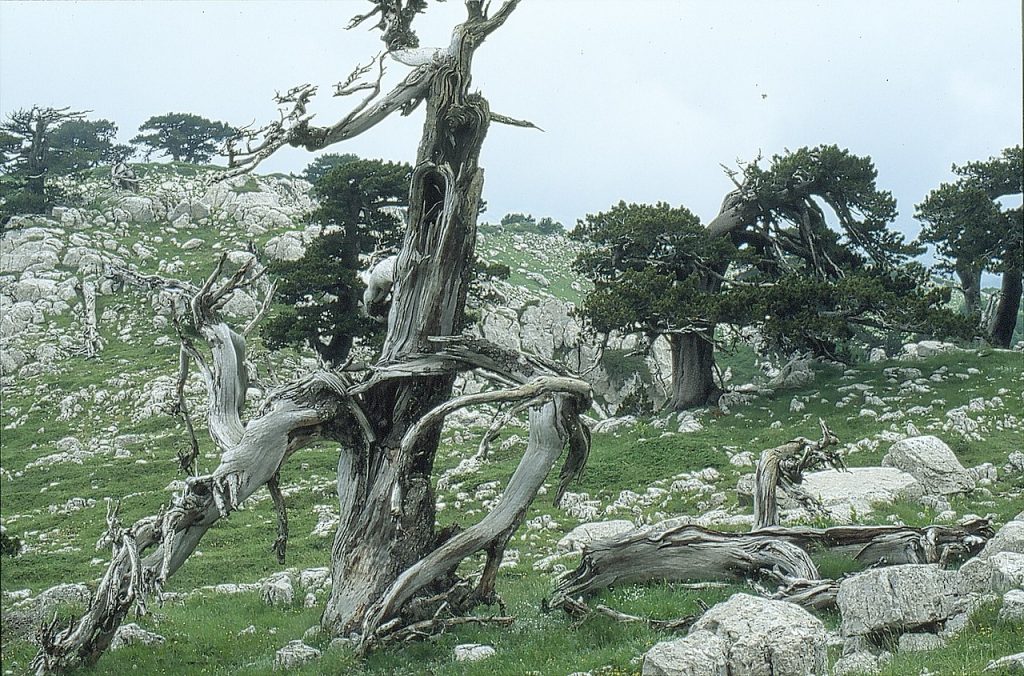 Pini loricati a Serra di Crispo, Parco Nazionale del Pollino - Foto Wikimedia Commons Ph. Rocco Sordetti