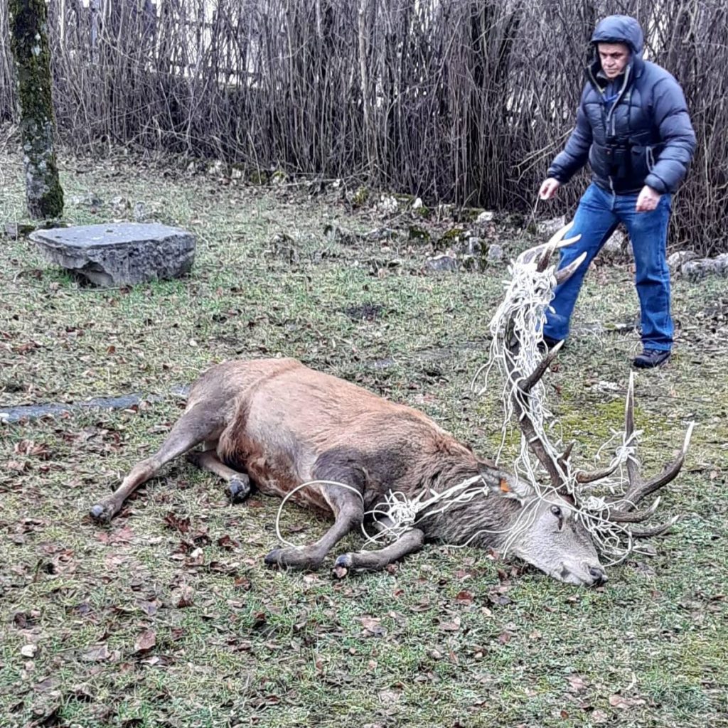 Il cervo narcotizzato - Foto FB PNALM Ph. Pietro Santucci