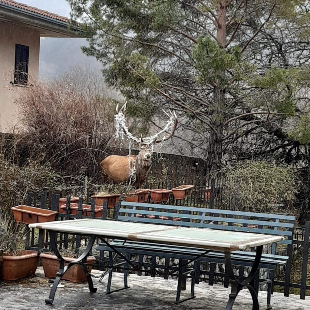 Il cervo con il palco ancora decorato -  Foto FB PNALM Ph. Pietro Santucci