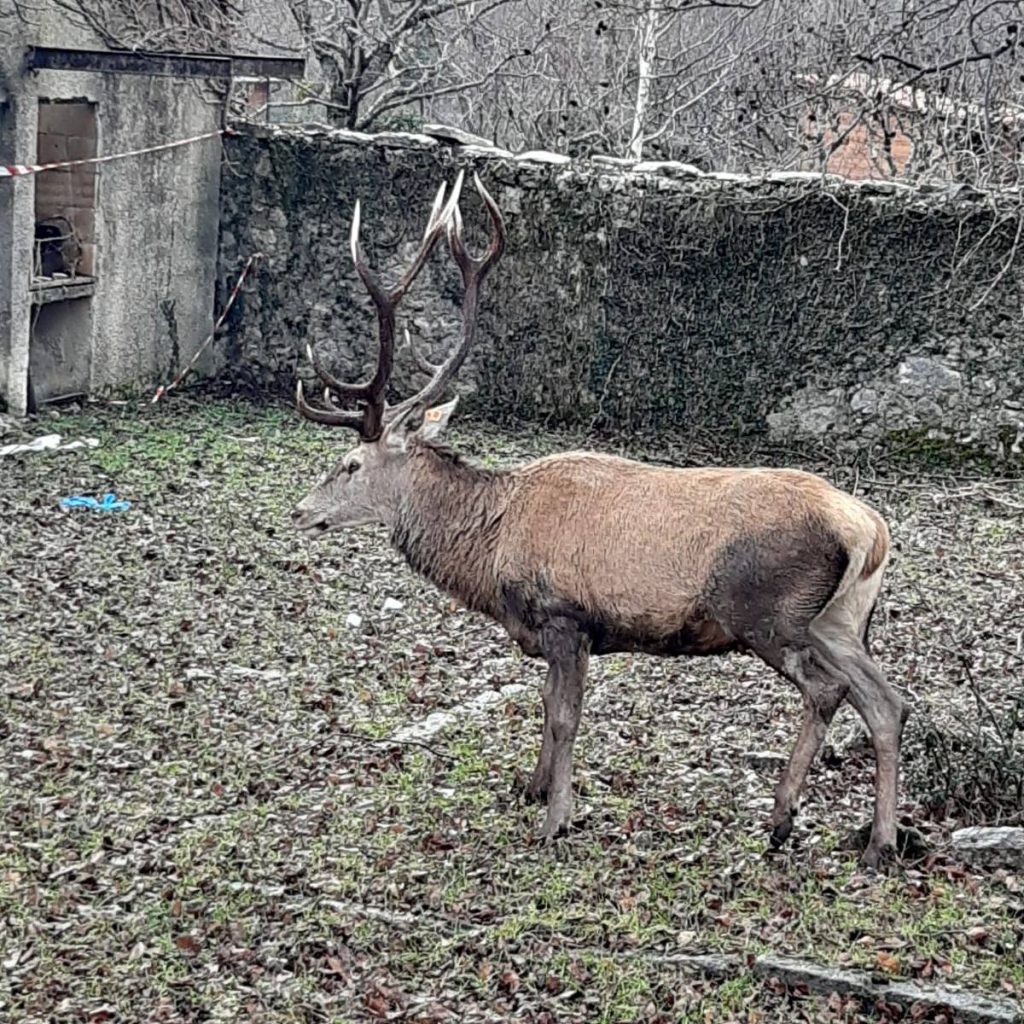 Finalmente libero -  Foto FB PNALM Ph. Pietro Santucci
