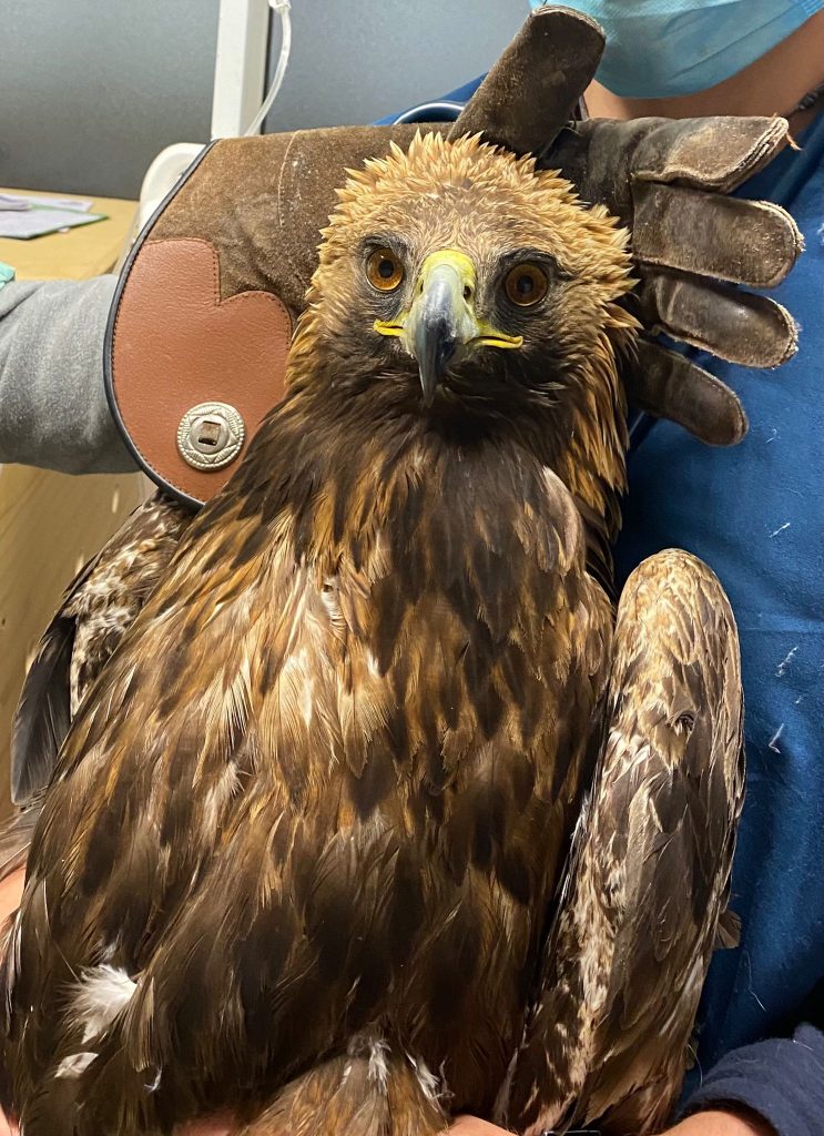 L'aquila ferita recuperata a febbraio - Foto FB Parco Nazionale Gran Paradiso