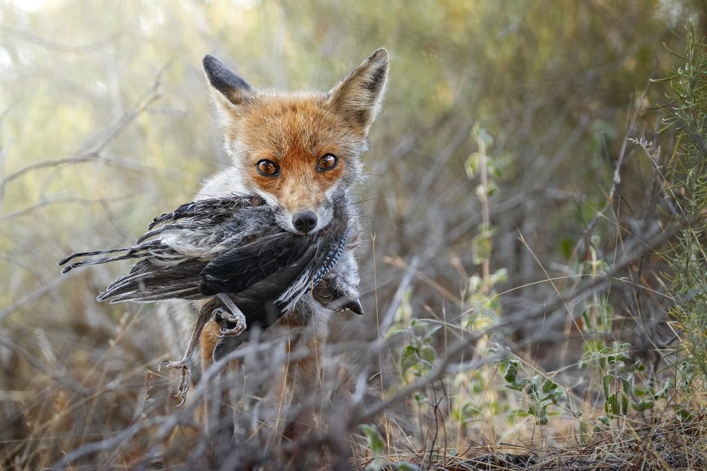 "Gli occhi della natura" - Fabio Massimo Turri - 3a Fauna Selvatica