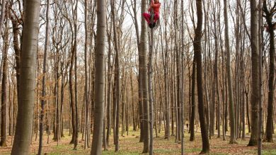 Photo of “Tree Time”. Online il nuovo spazio virtuale dedicato alla mostra del MUSE e Museo Montagna