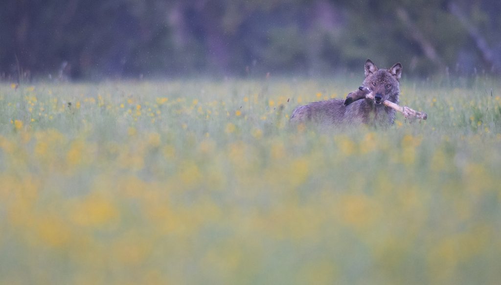 "Colazione in primavera" - Gianluca Damiani - 2a Fauna Selvatica