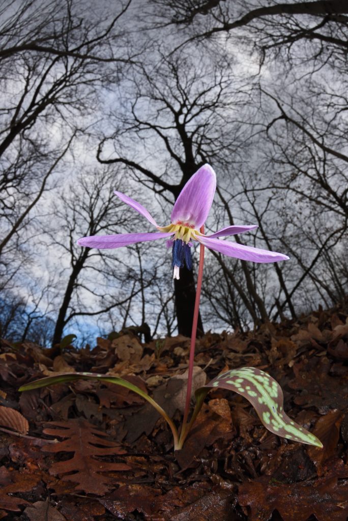 "Dente di cane – Erythronium dens canis" - Matteo Riccardo Di Nicola - 2a Mondo vegetale