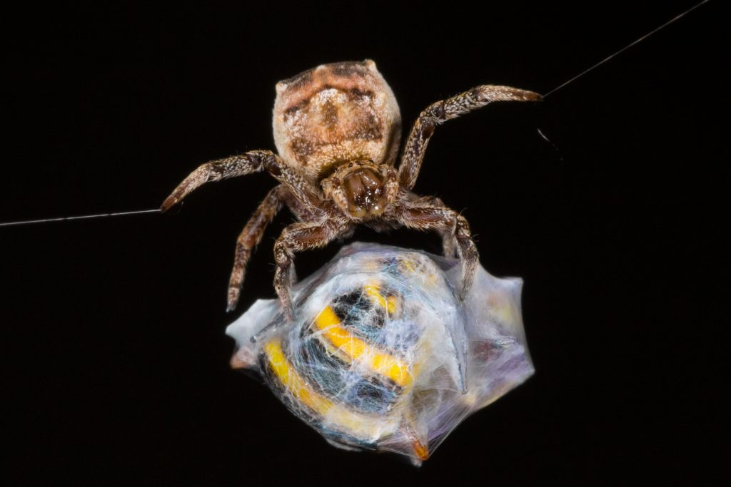 "Il direttore d’orchestra" - Simone Giachello - 3a Micromondo