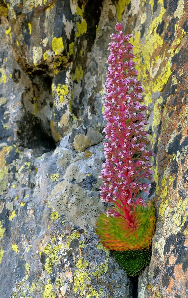 "Saxifraga florulenta Moretti" - Vittorio Ricci - 3a Mondo vegetale