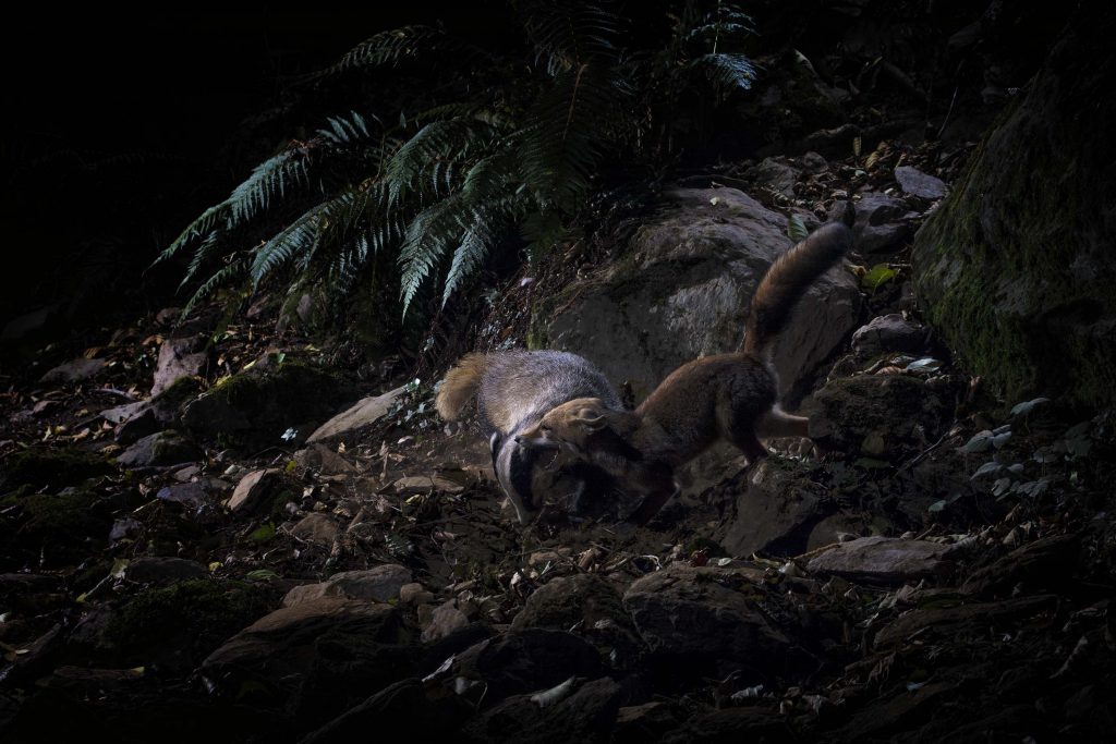 "Fighter"- Lorenzo Shoubridge - 1a Fauna Selvatica