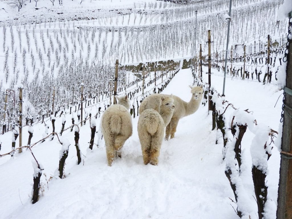 GLi Alpaca nella Valle di Cembra. Foto SIlpaca