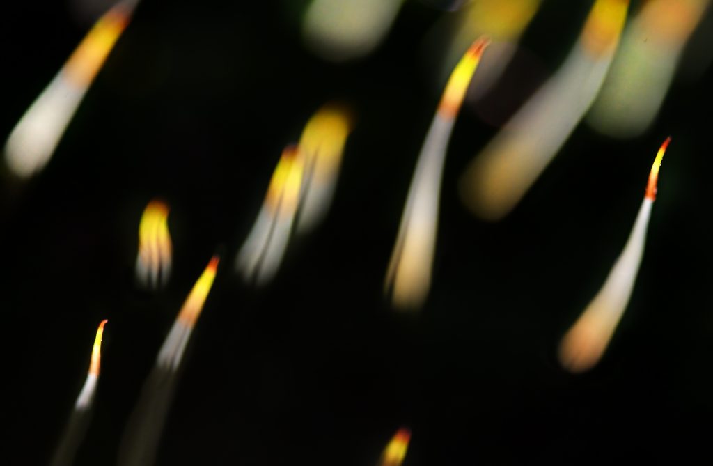 "Sporofiti" - Giuseppe Bonali - Menzione