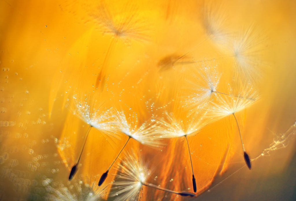 "Intrappolati" - Giuseppe Bonali - Menzione