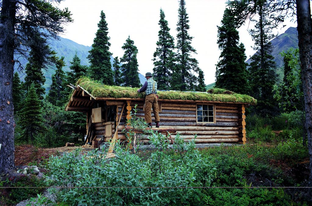 Installazione del muschio a copertura del tetto della baita. Foto 1973-1999 Richard Proenneke