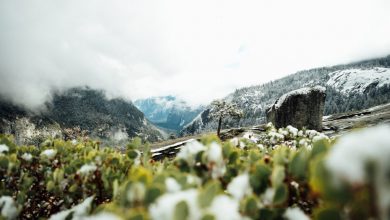 Photo of Ritiro dei ghiacciai e biodiversità alpina. Un quarto delle specie vegetali a rischio estinzione