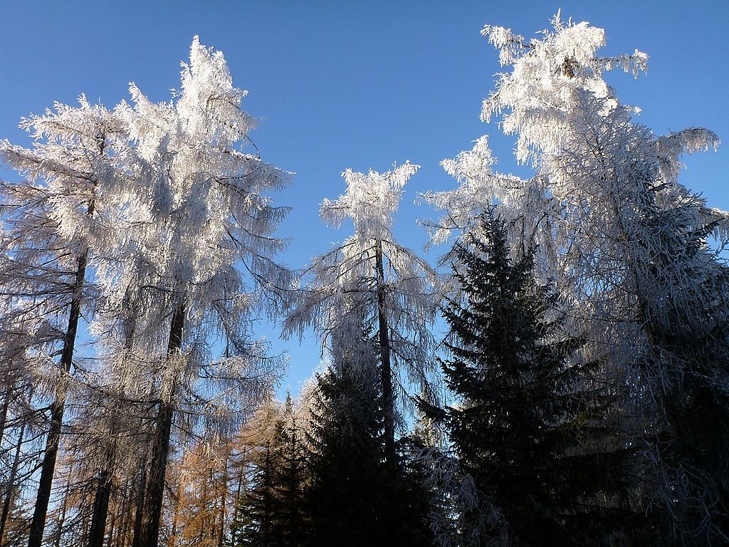 Magia nella Foresta di Tarvisio - Foto Wikimedia Commons @sporti