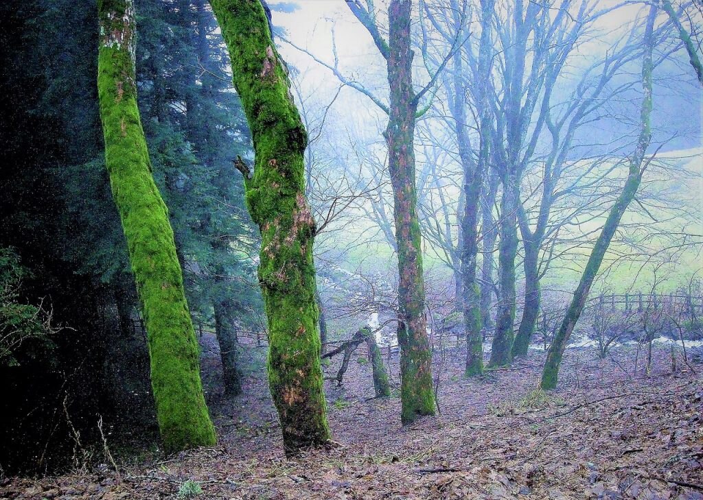 Foreste casentinesi - Foto Wikimedia Commons @Albarubescens