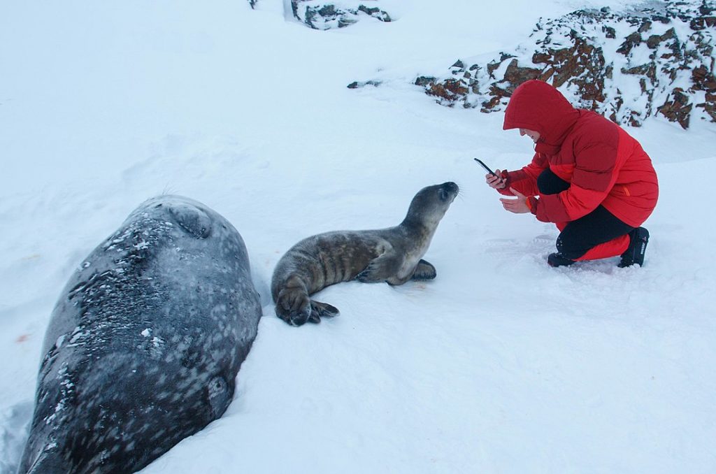 foche, antartide
