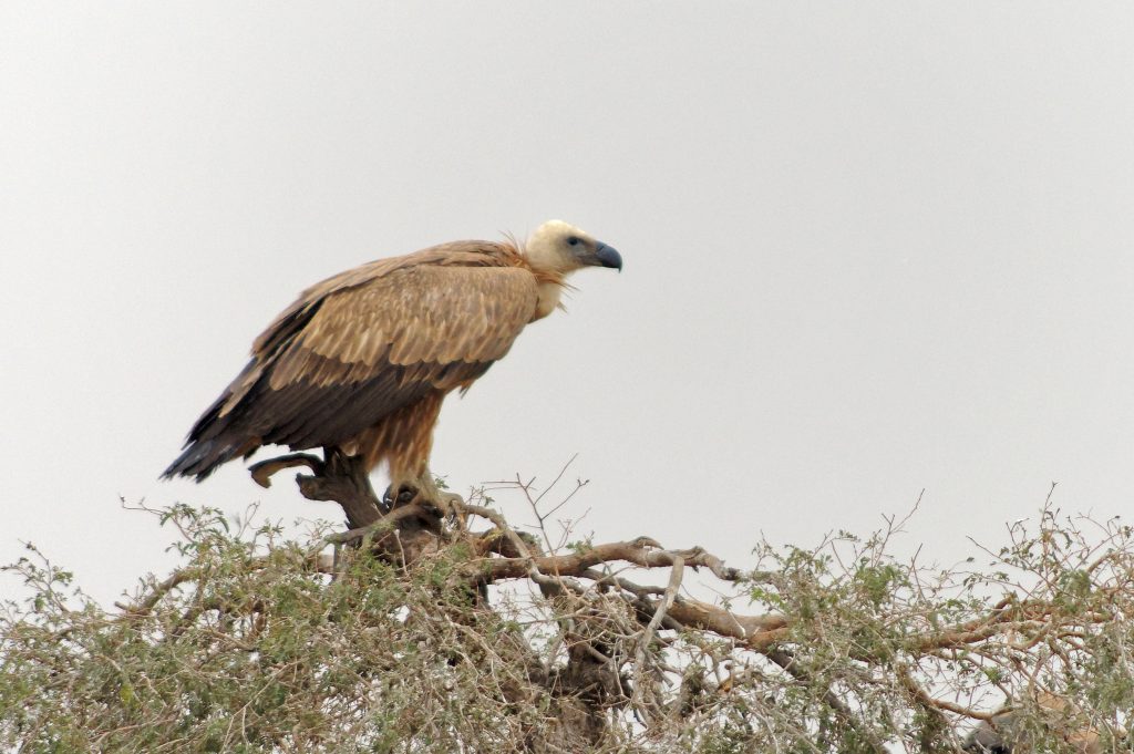 Grifone - Foto Wikimedia Commons Ph. Jakub Hałun