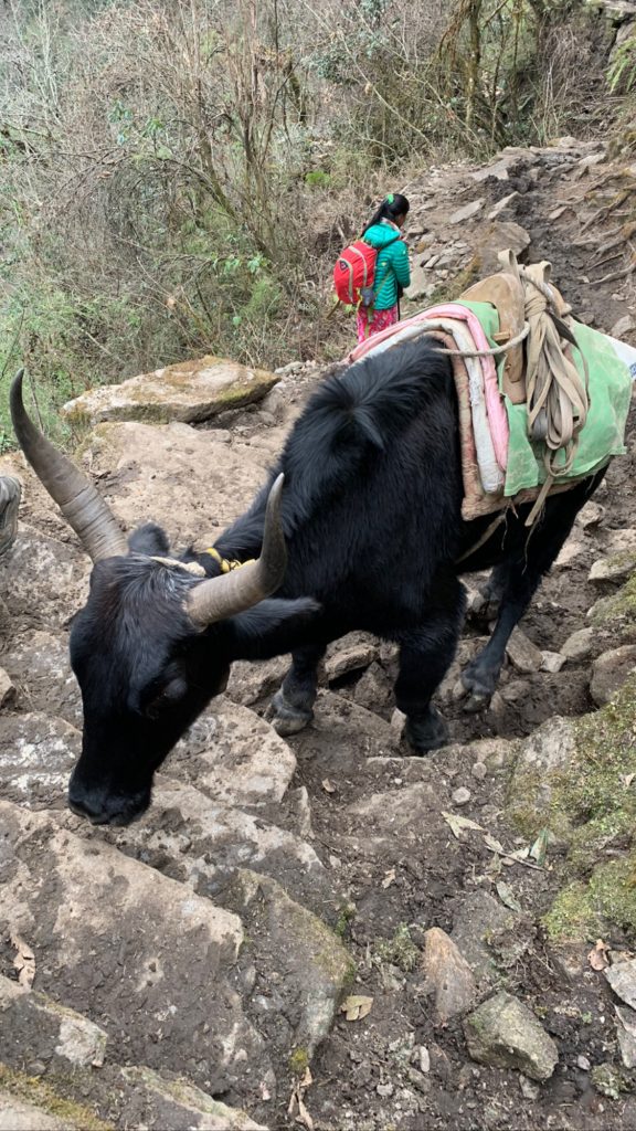 Yak lungo il percorso. Foto archivio Omar di Felice