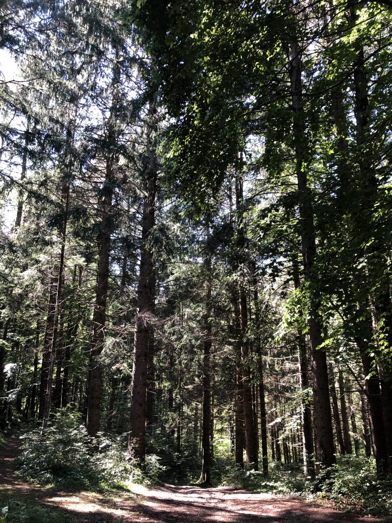 Bosco del Respiro - Fai della Paganella. Foto Francesco Meneguzzo