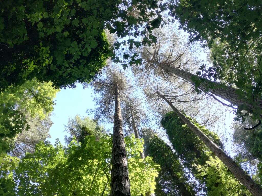 Foresta Umbra - Foto Tatiana Marras