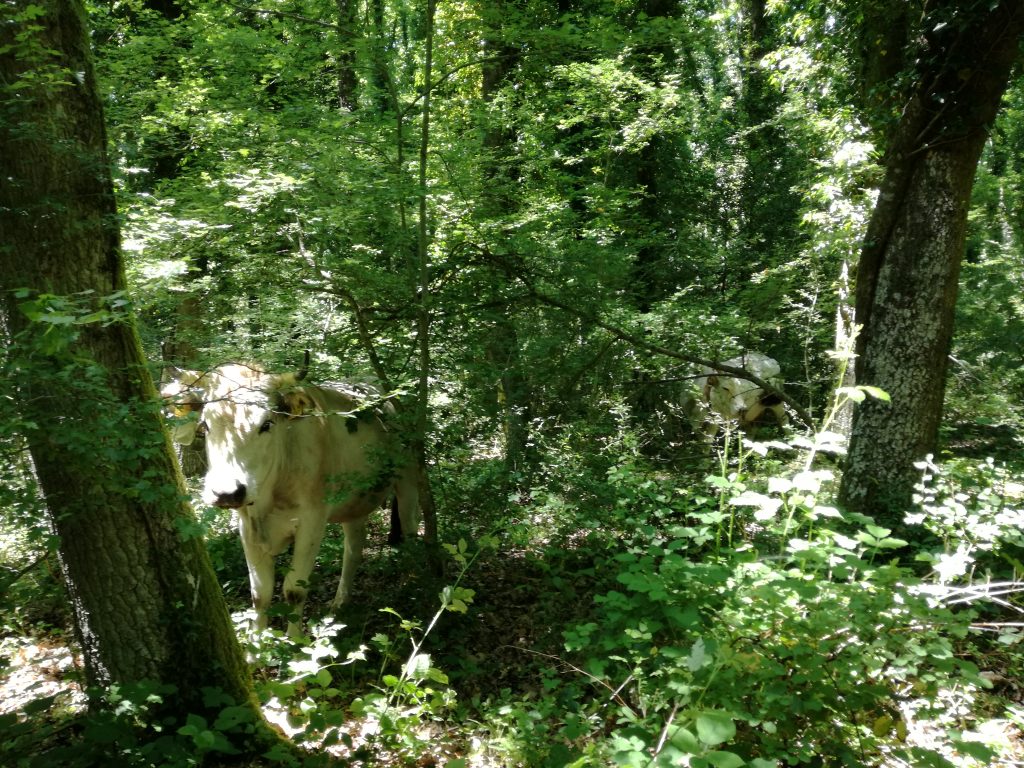 Foresta Umbra - Foto Tatiana Marras