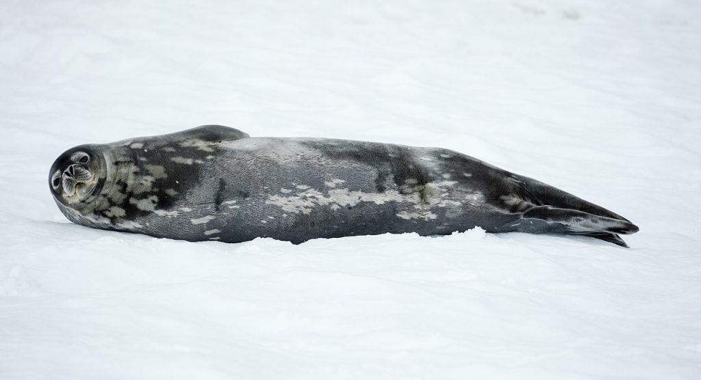 Foca di Weddel - Foto Godot13 @wikimedia commons