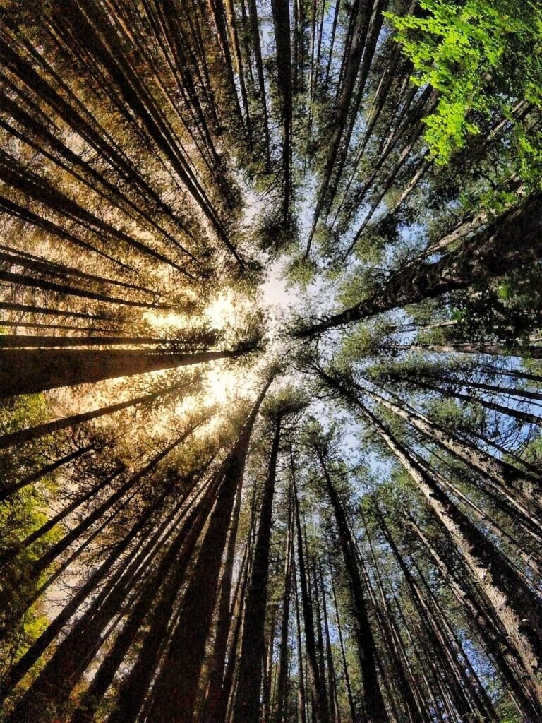 Giganti della Sila - Foto Wikimedia Commons @FrancescaTuoto94