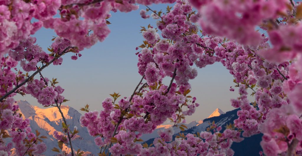 Vette innevate e boccioli - Foto ShellytheCat @Pixabay 