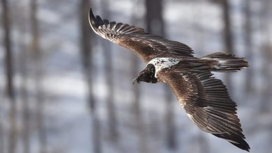 Photo of Alpi Marittime. Il Parco invita gli escursionisti a segnalare gli avvoltoi