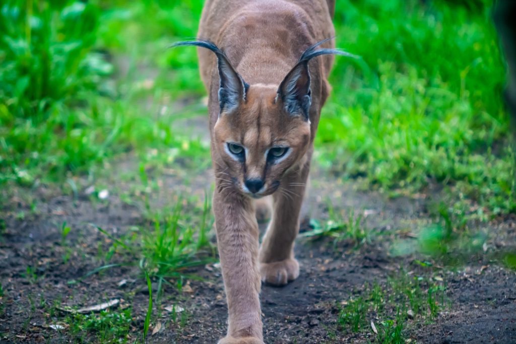 Lince - Foto SmartphoneCreations2021 @Pixabay 