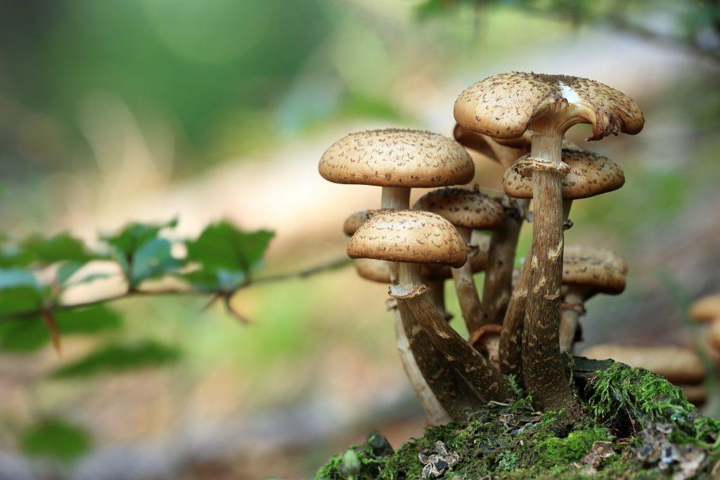 Funghi selvatici - Foto Tomasz Proszek @Pixabay 