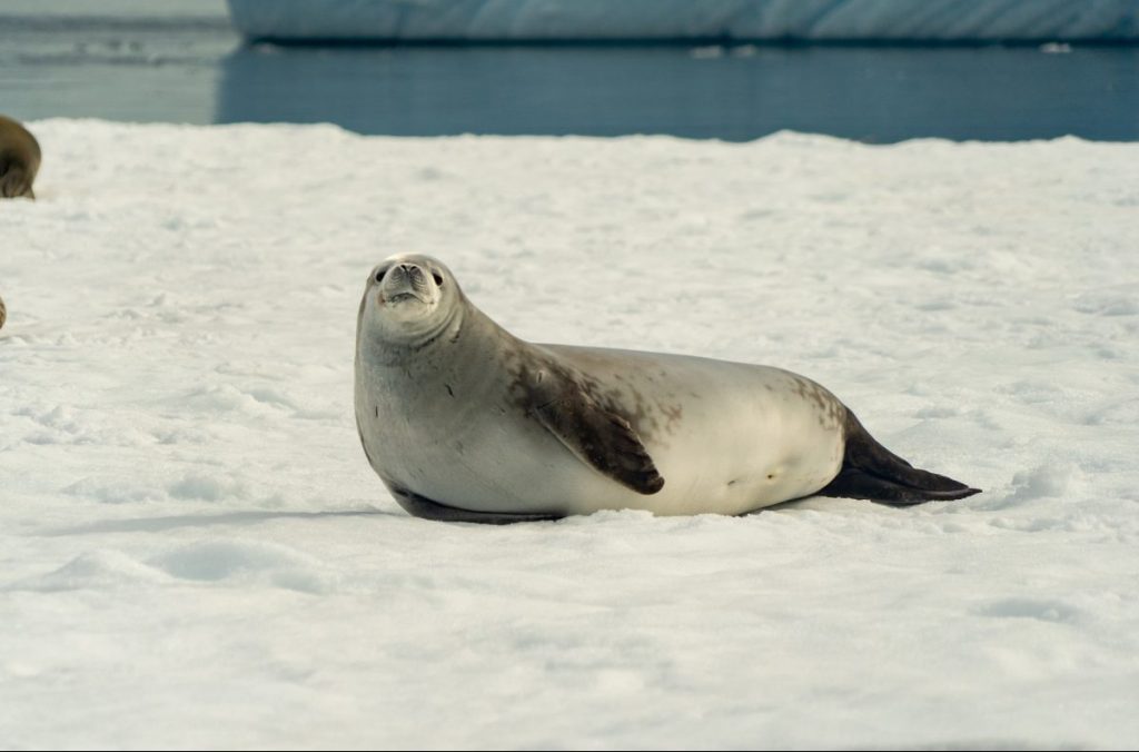 Foto Etienne Calmelet @Pixabay 