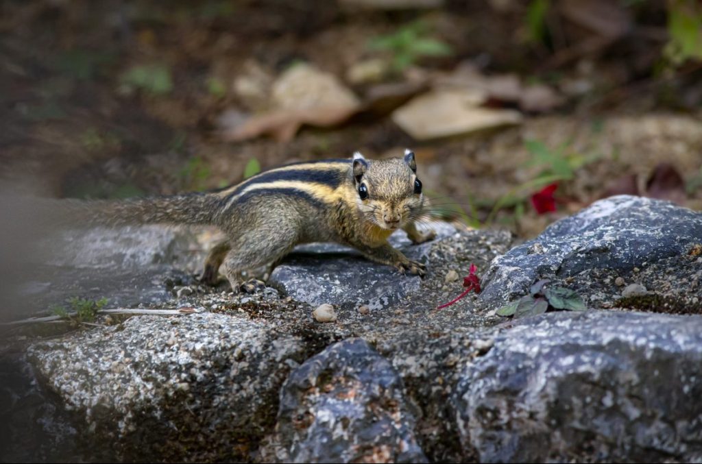 wildlife, natura