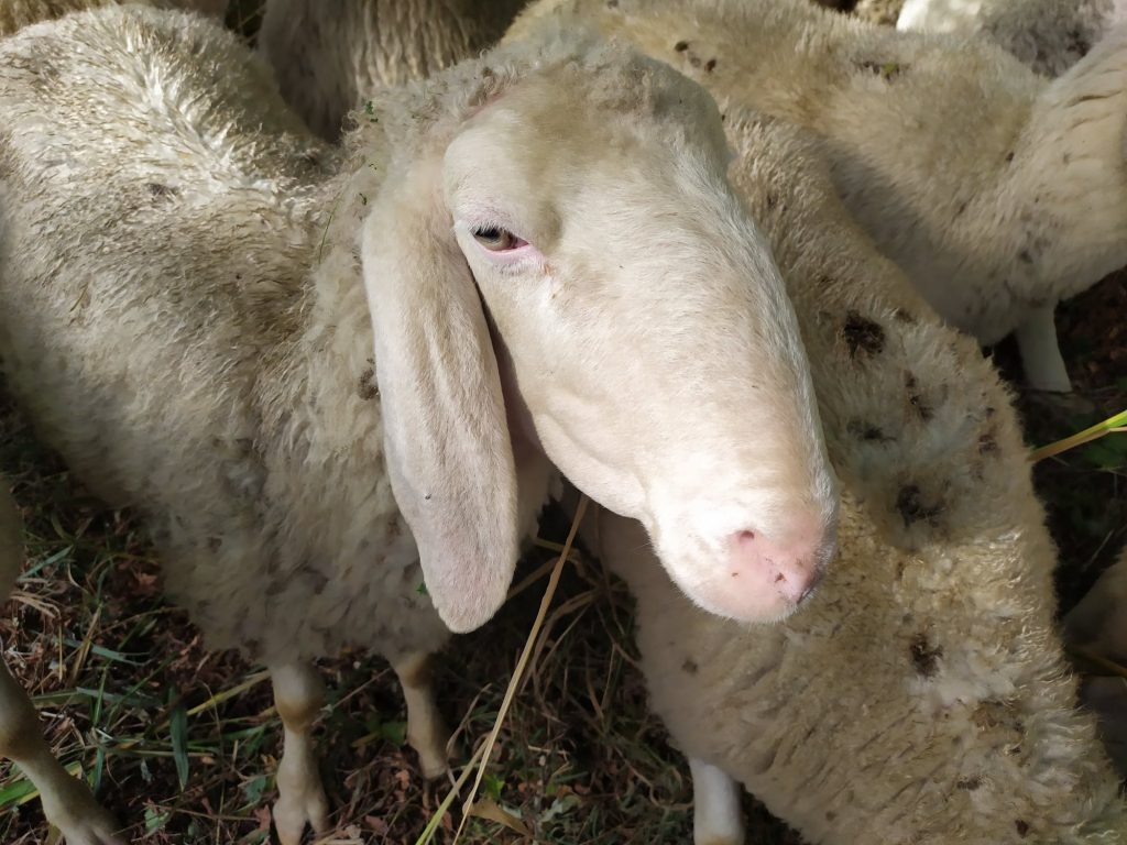 Foto FB LIFE Xerograzing