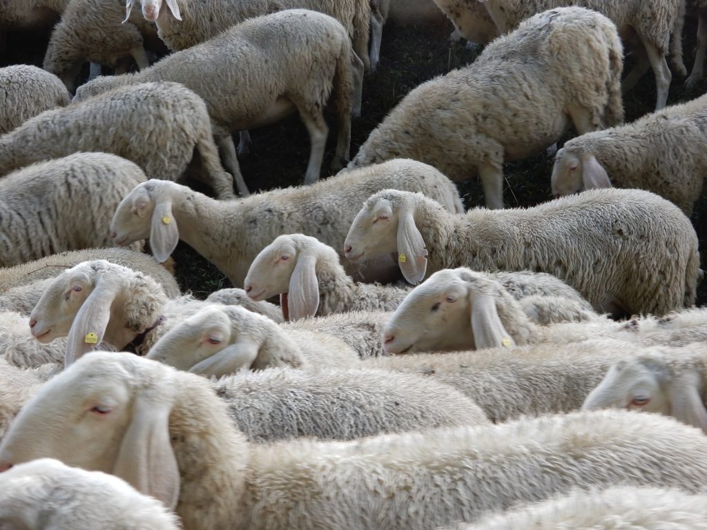 Foto FB LIFE Xerograzing