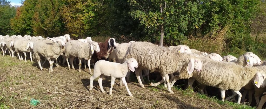 Foto FB LIFE Xerograzing