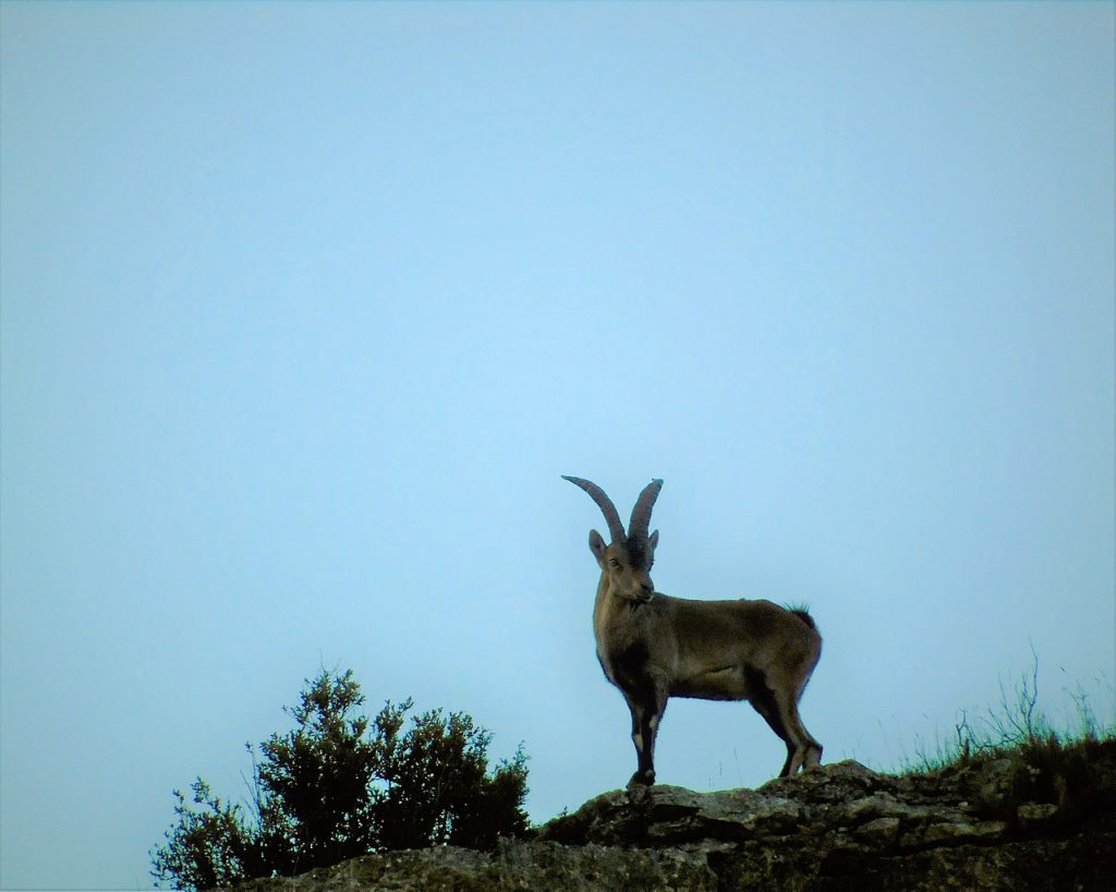 Capra pyrenaica hispanica - Foto Wikimedia Commons @Rodric valls