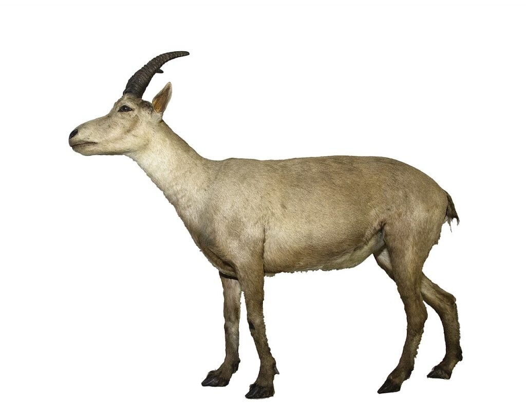 Capra pyrenaica pyrenaica - Foto Wikimedia Commons @Roger Culos