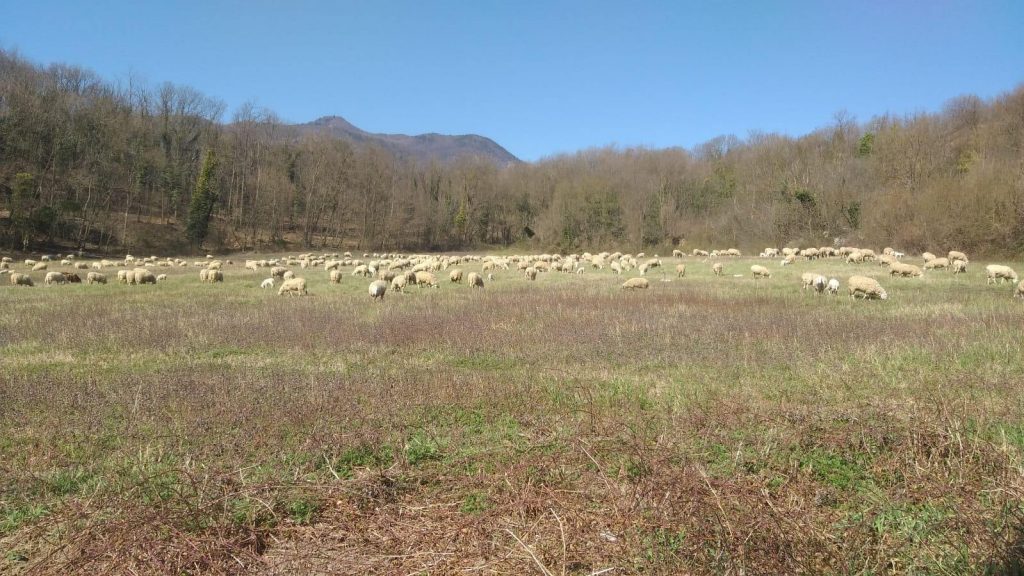 Pecore in azione sulle Alpi Cozie - Foto FB Parchi Alpi Cozie Ph. Foto Valentina Mangini