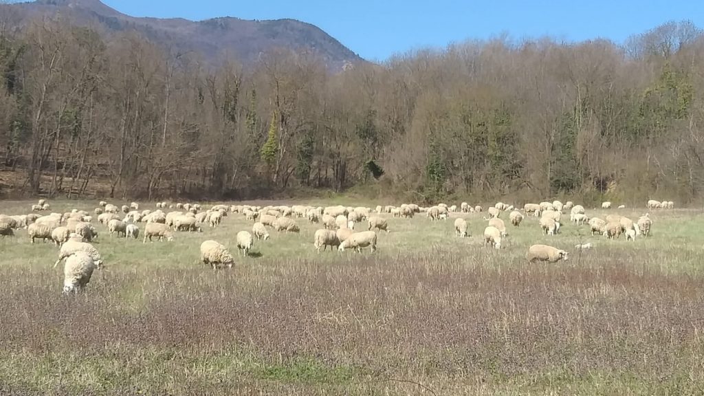 Pecore in azione sulle Alpi Cozie - Foto FB Parchi Alpi Cozie Ph. Foto Valentina Mangini