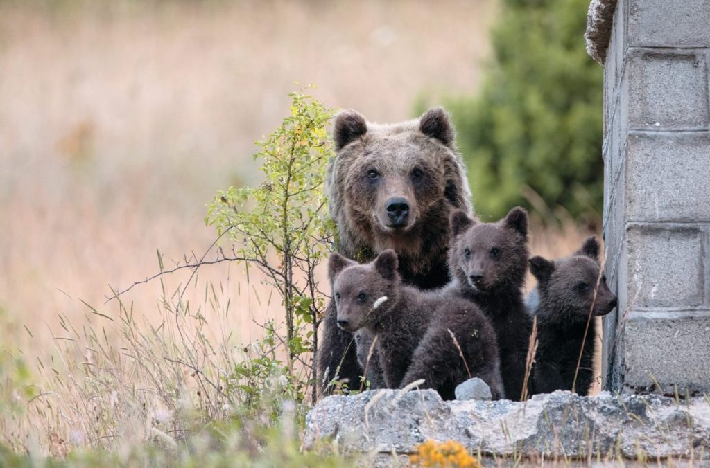 orso marsicano, orsa amarena, sirente velino