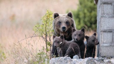 Photo of Quante mamme e quanti cuccioli di orso marsicano ci sono nel PNALM?