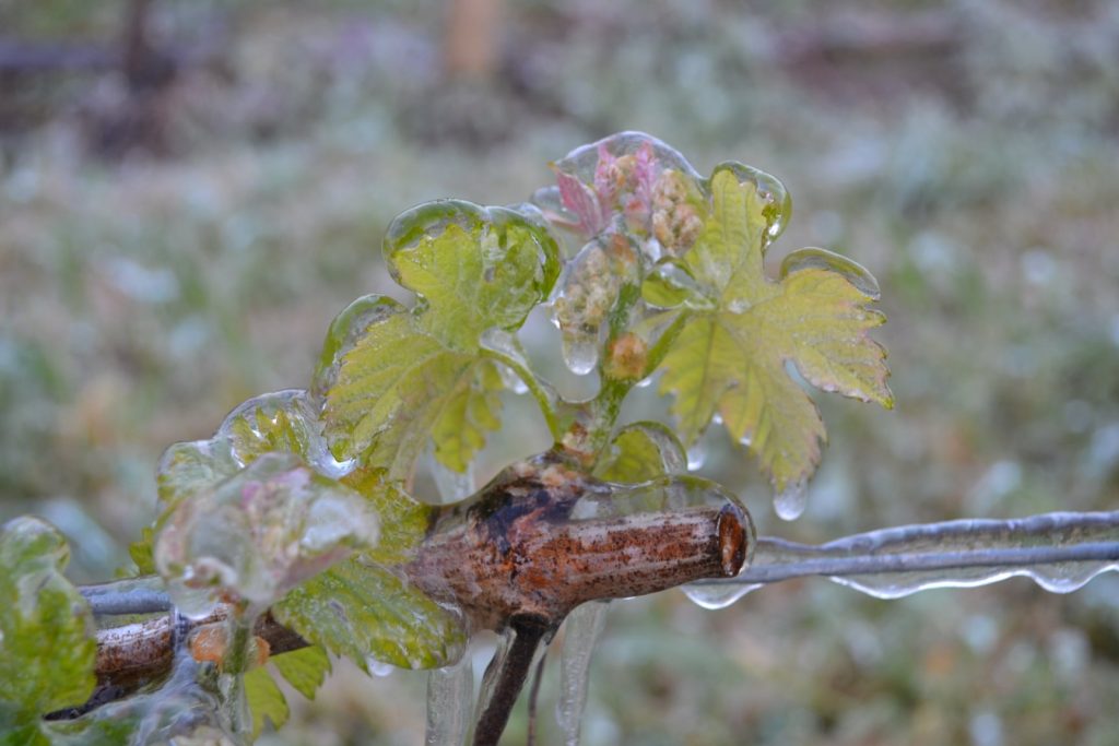 Sistemi antibrina - Foto FB Château Haut Lamouthe